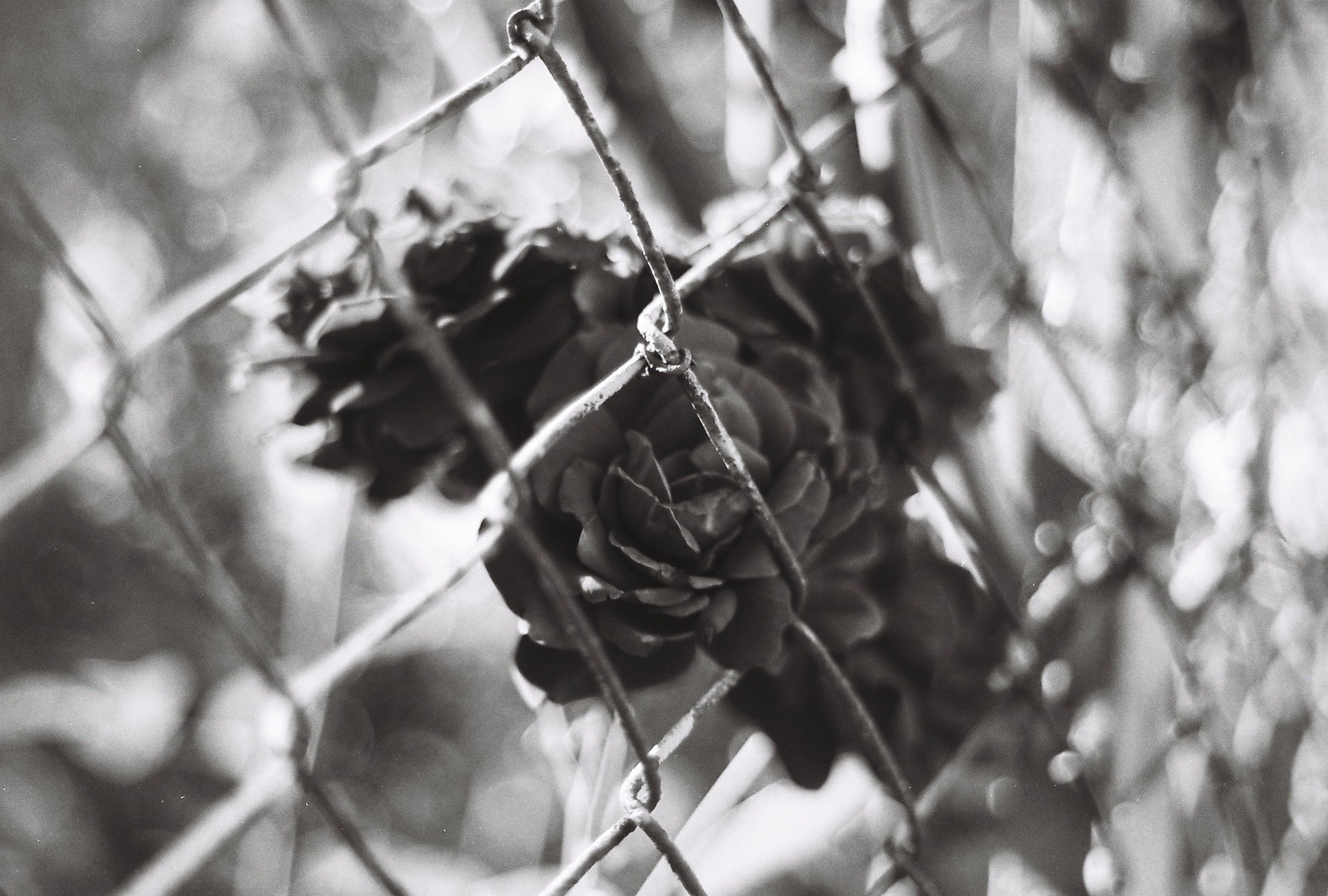photography, Monochrome, Chain link, Flowers Wallpaper
