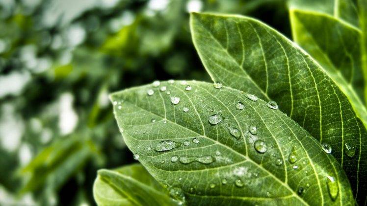 photography, Nature, Green, Leaves, Water Drops, Macro HD Wallpaper Desktop Background