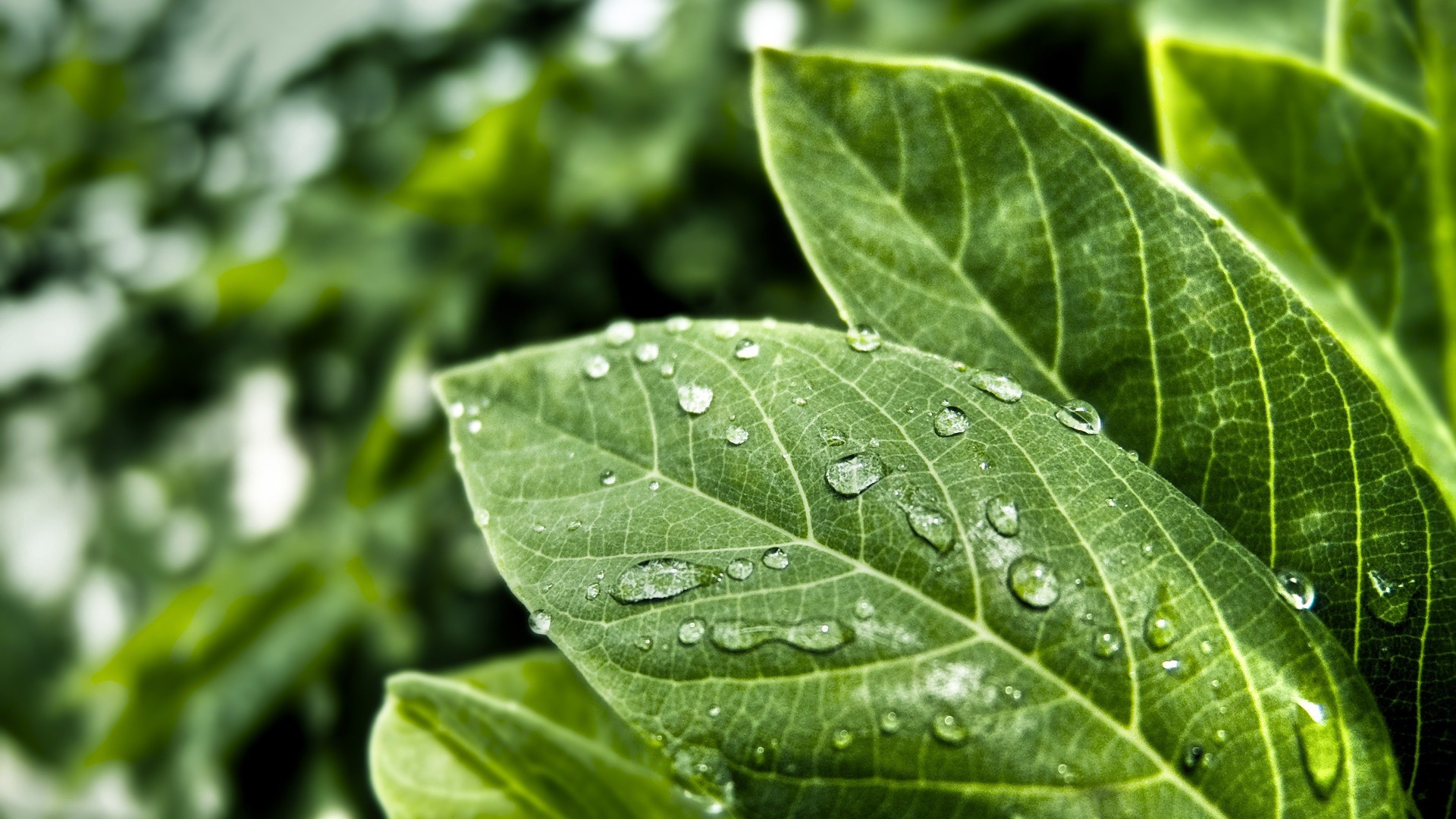 photography, Nature, Green, Leaves, Water Drops, Macro Wallpaper