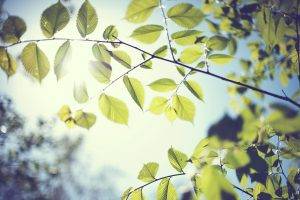 photography, Nature, Depth Of Field, Sun, Leaves, Trees, Branches
