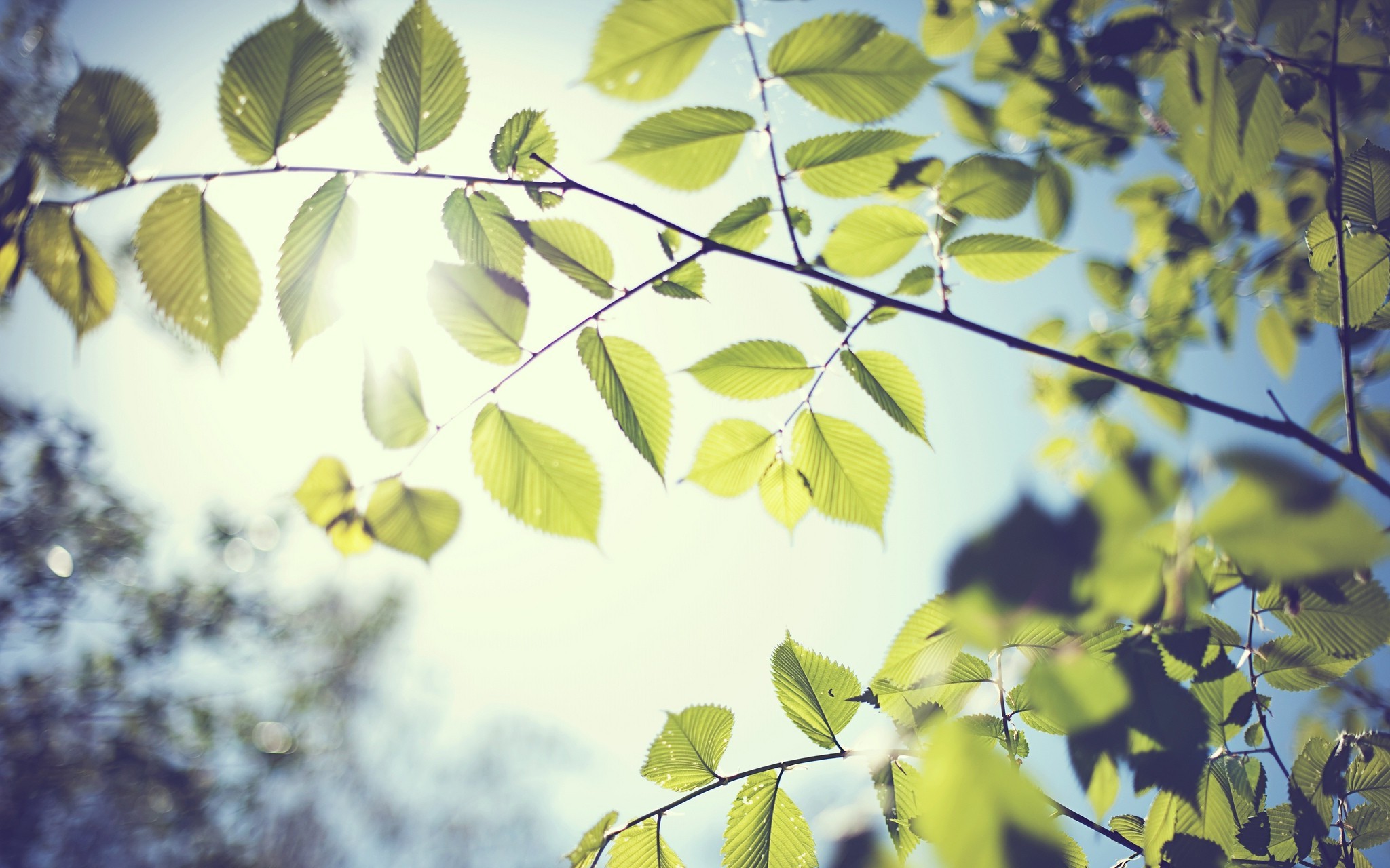 photography, Nature, Depth Of Field, Sun, Leaves, Trees, Branches Wallpaper