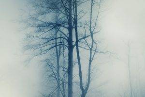 photography, Nature, Trees, Mist, Winter