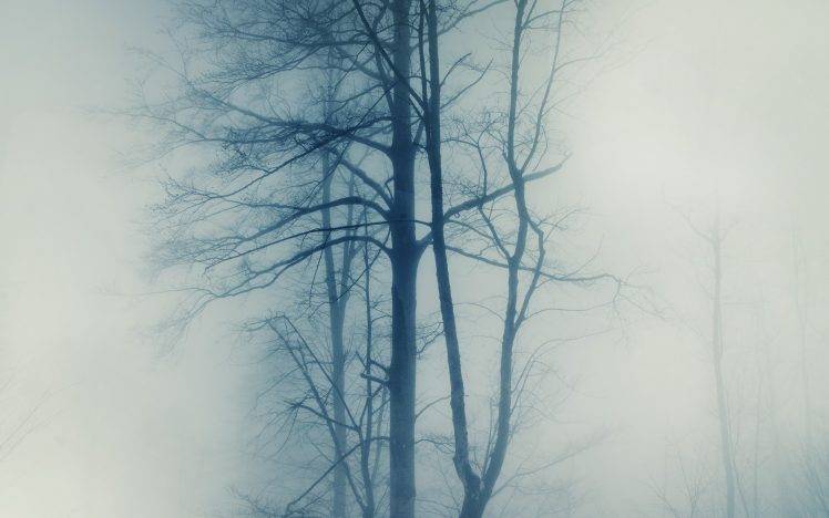 photography, Nature, Trees, Mist, Winter HD Wallpaper Desktop Background