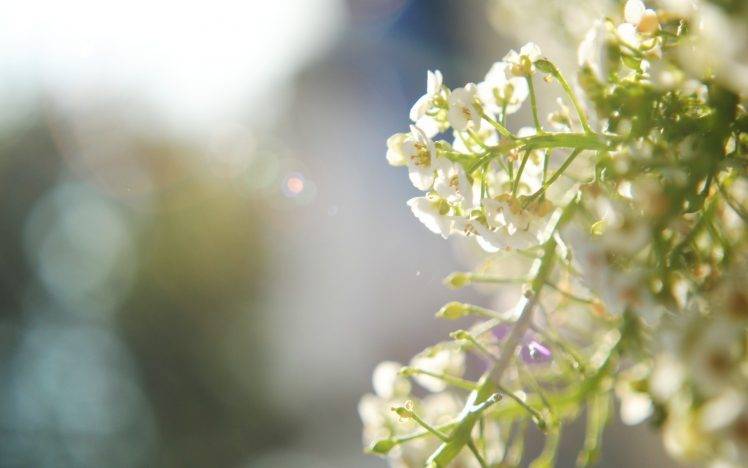 photography, Nature, Plants, Macro, Flowers HD Wallpaper Desktop Background