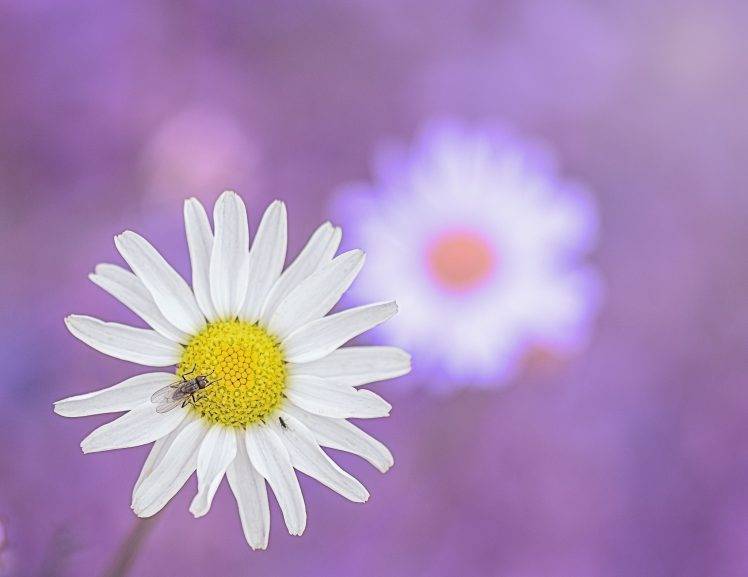 photography, Nature, Flowers HD Wallpaper Desktop Background