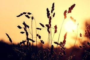 nature, Plants, Photography, Depth Of Field, Sunset