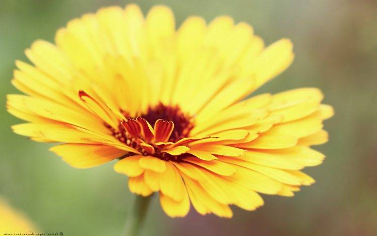 nature, Plants, Flowers, Photography, Macro HD Wallpaper Desktop Background