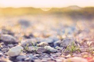 nature, Plants, Photography, Depth Of Field, Gravel