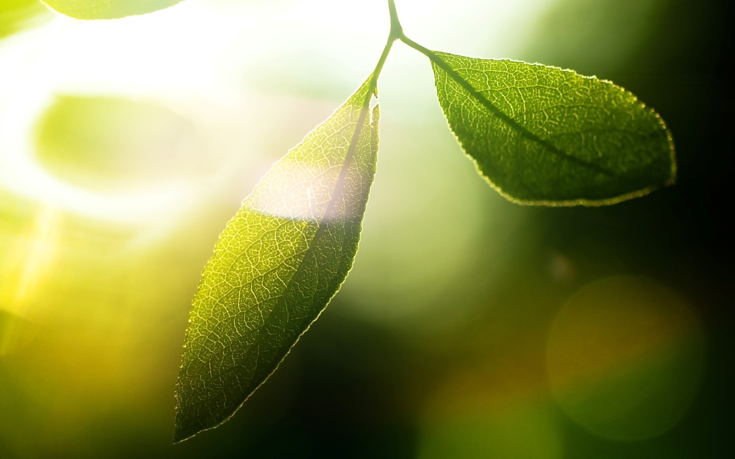 nature, Plants, Leaves, Photography, Macro, Depth Of Field Wallpaper