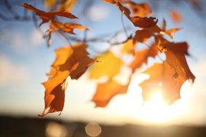 nature, Plants, Leaves, Photography, Depth Of Field, Sunrise, Fall