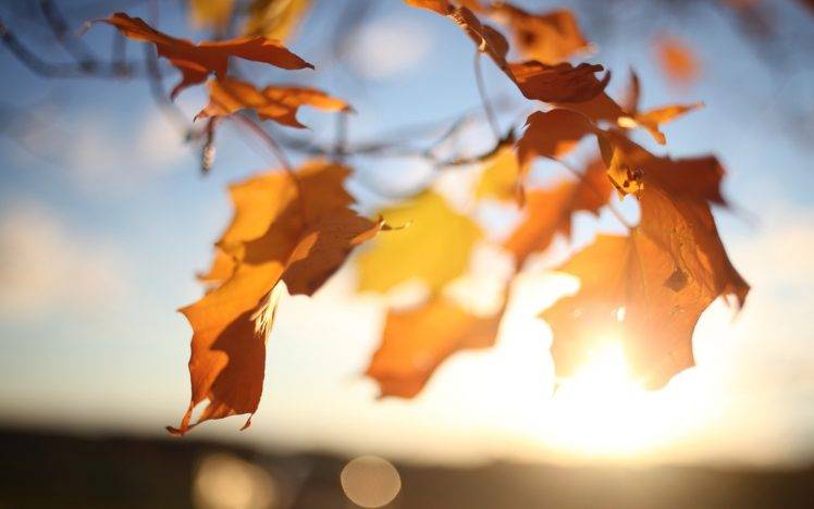 nature, Plants, Leaves, Photography, Depth Of Field, Sunrise, Fall HD Wallpaper Desktop Background