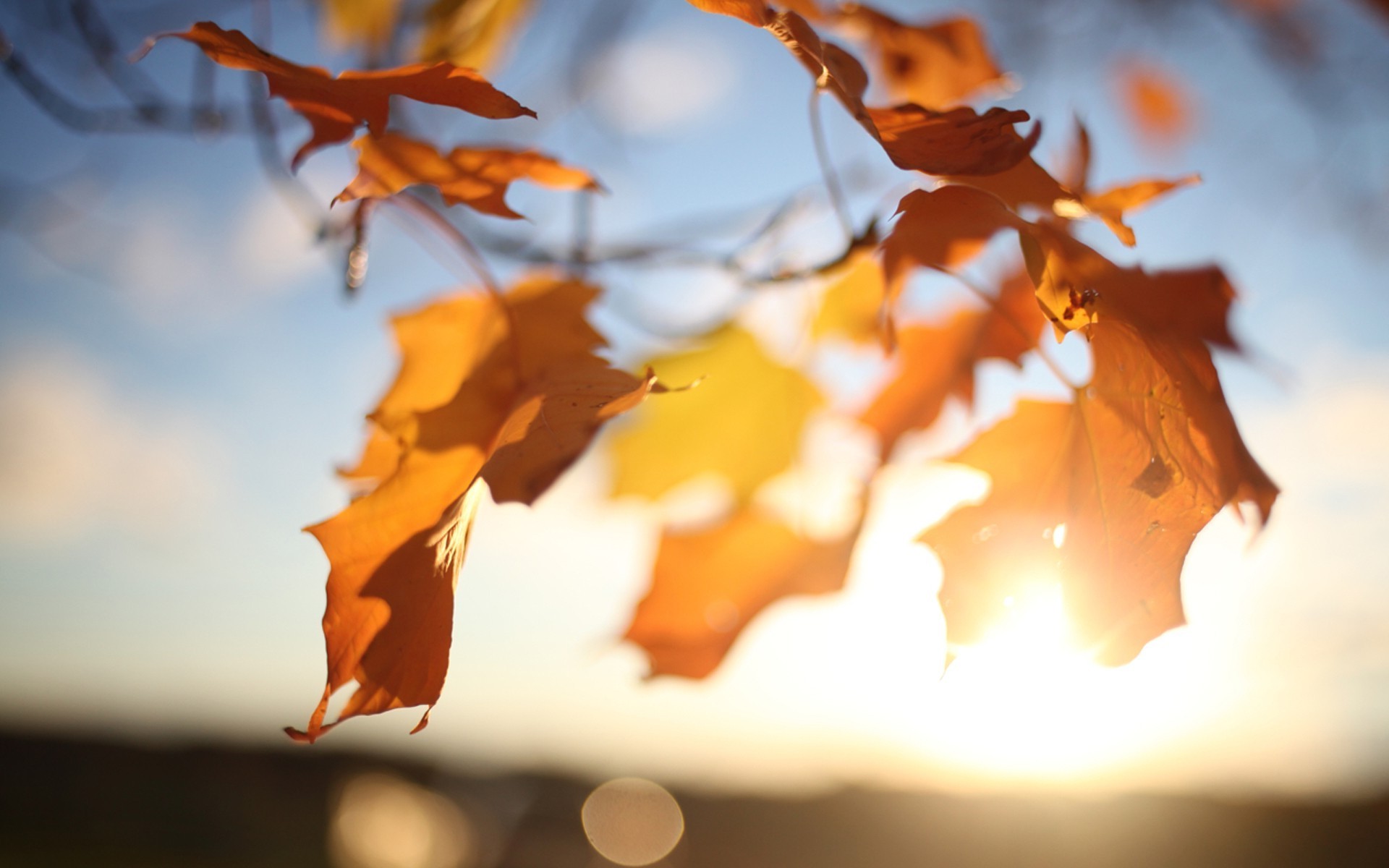 nature, Plants, Leaves, Photography, Depth Of Field, Sunrise, Fall Wallpaper