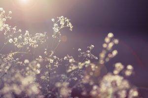nature, Plants, Leaves, Flowers, Photography, Depth Of Field, Sun