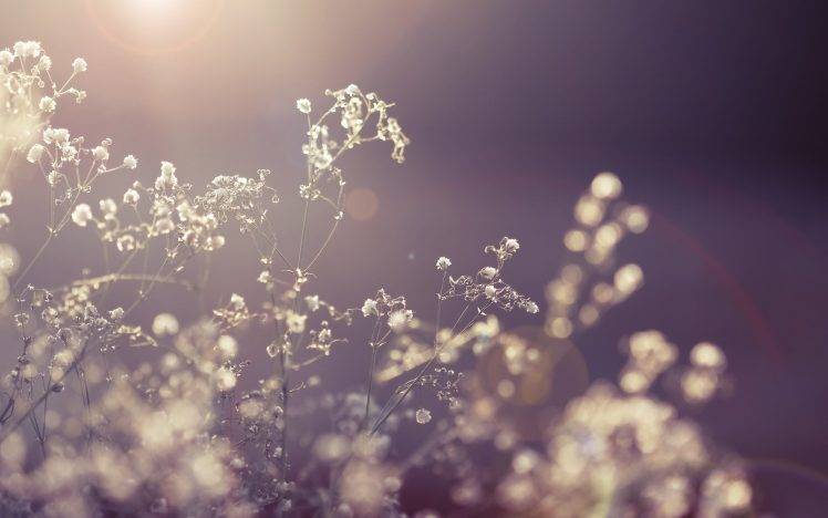 nature, Plants, Leaves, Flowers, Photography, Depth Of Field, Sun HD Wallpaper Desktop Background
