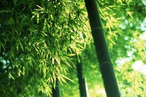 nature, Plants, Leaves, Photography, Depth Of Field, Bamboo, Trees