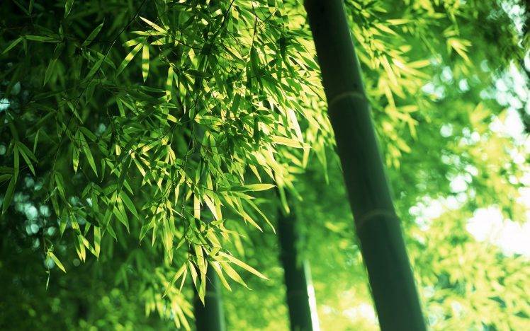 nature, Plants, Leaves, Photography, Depth Of Field, Bamboo, Trees HD Wallpaper Desktop Background