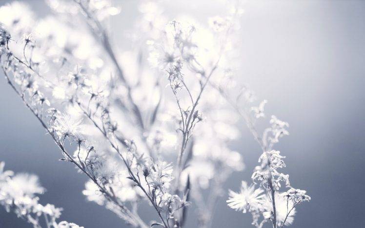 photography, Nature, Plants, Flowers, Macro HD Wallpaper Desktop Background