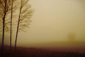 photography, Nature, Field, Trees, Mist