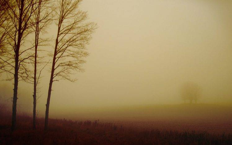 photography, Nature, Field, Trees, Mist HD Wallpaper Desktop Background