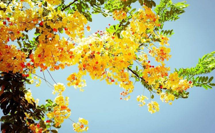 photography, Nature, Plants, Flowers, Leaves, Branch HD Wallpaper Desktop Background