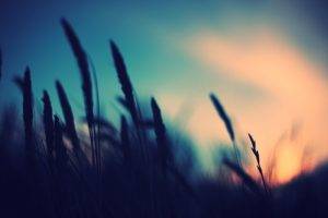 photography, Nature, Plants, Blurred, Sunset, Depth Of Field
