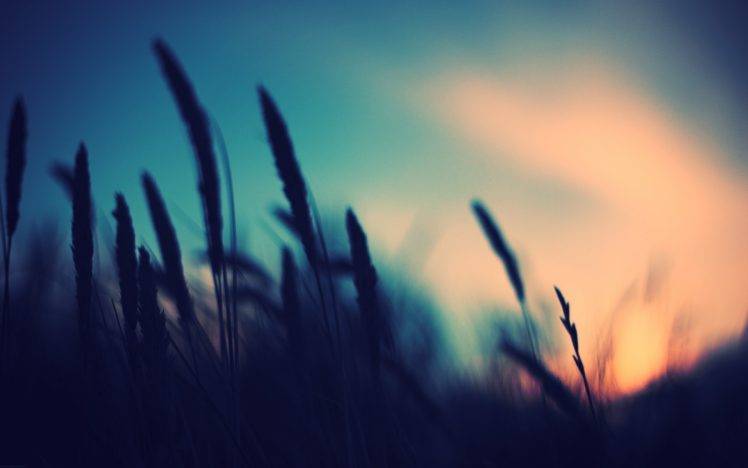 photography, Nature, Plants, Blurred, Sunset, Depth Of Field HD Wallpaper Desktop Background