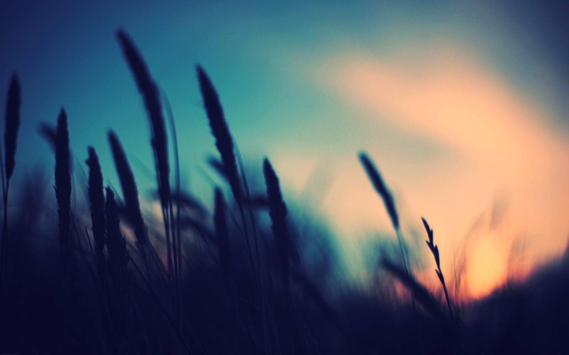 photography, Nature, Plants, Blurred, Sunset, Depth Of Field Wallpaper