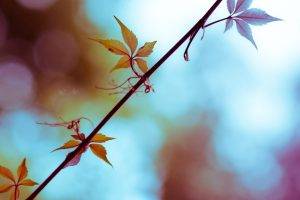 photography, Nature, Plants, Leaves, Branch, Depth Of Field