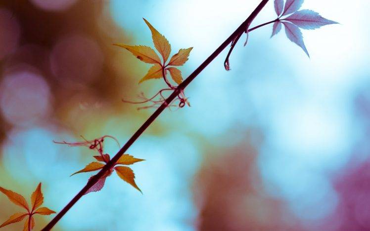 photography, Nature, Plants, Leaves, Branch, Depth Of Field HD Wallpaper Desktop Background