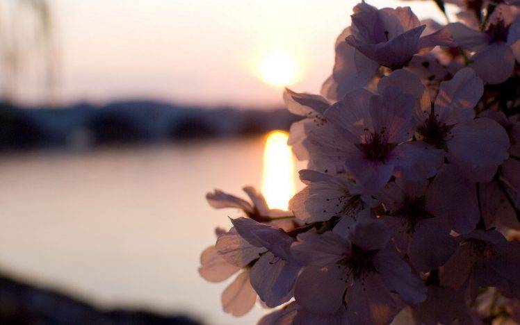 photography, Nature, Plants, Flowers, Sunset, Water HD Wallpaper Desktop Background
