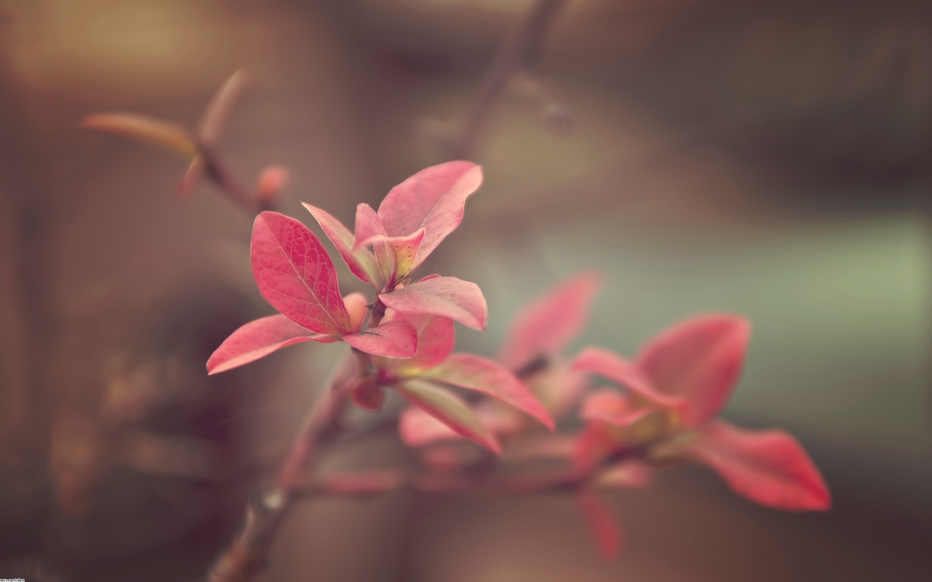 photography, Nature, Plants, Flowers, Macro, Branches Wallpaper