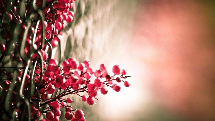 photography, Nature, Plants, Flowers, Macro, Chain link HD Wallpaper Desktop Background