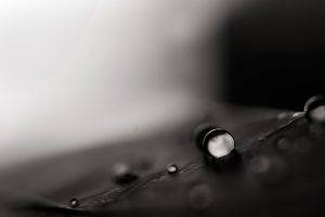 photography, Nature, Plants, Monochrome, Macro, Water Drops, Leaves