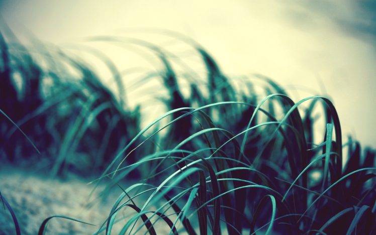 photography, Nature, Plants, Depth Of Field, Green HD Wallpaper Desktop Background