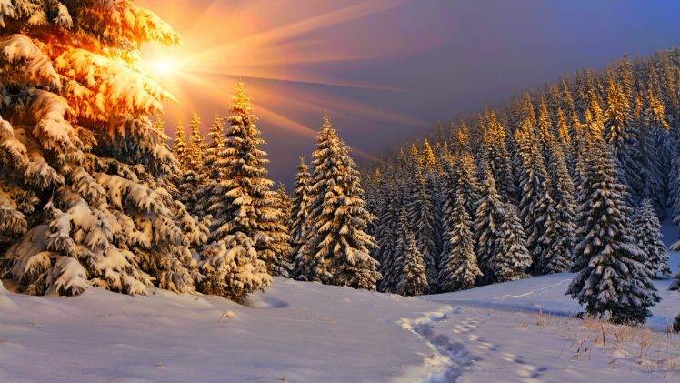 nature, Sun, Sunlight, Winter, Snow, Trees, Pine Trees, Forest, Sun Rays, Footprints HD Wallpaper Desktop Background