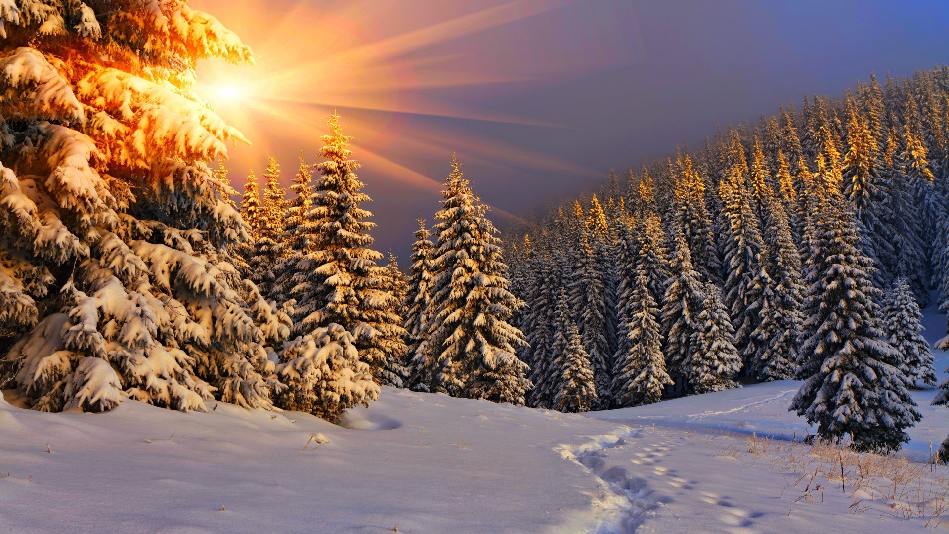 nature, Sun, Sunlight, Winter, Snow, Trees, Pine Trees, Forest, Sun Rays, Footprints Wallpaper