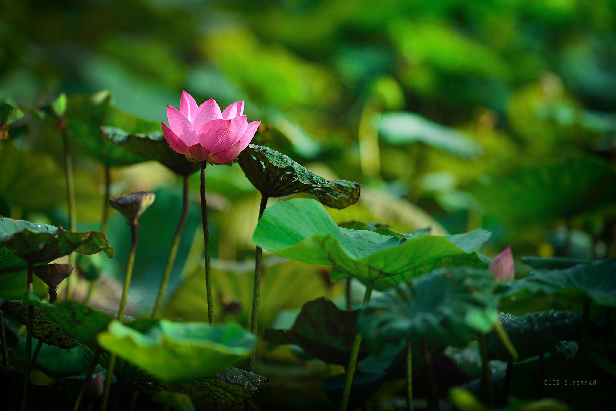 photography, Plants, Flowers Wallpaper