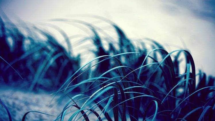 grass, Nature HD Wallpaper Desktop Background