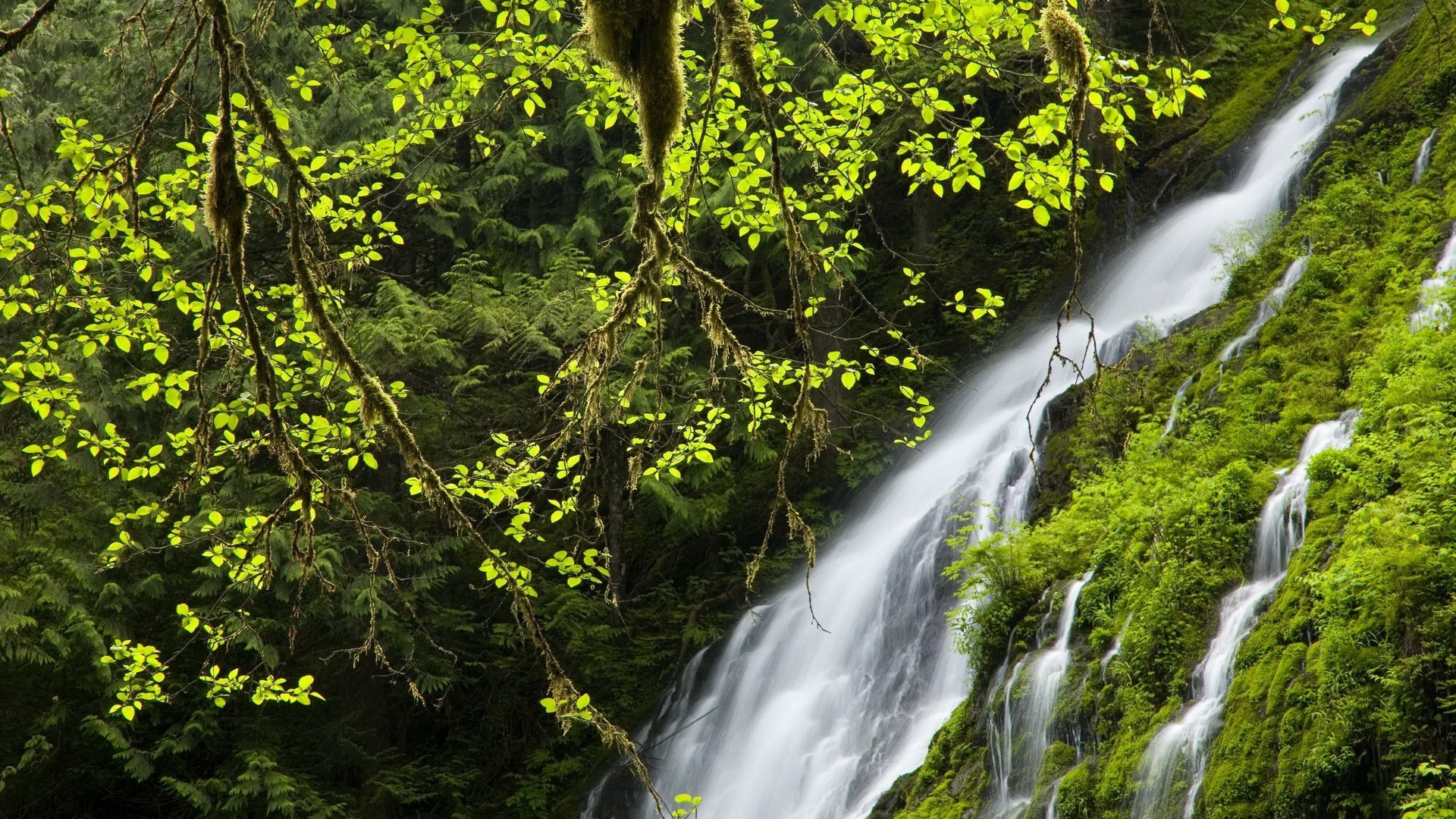 jungles, Waterfall, Nature Wallpaper