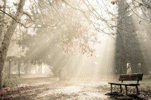 photography, Park, Nature, Sun Rays, Bench, Trees