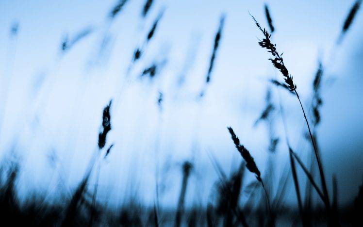 photography, Depth Of Field, Nature, Plants HD Wallpaper Desktop Background