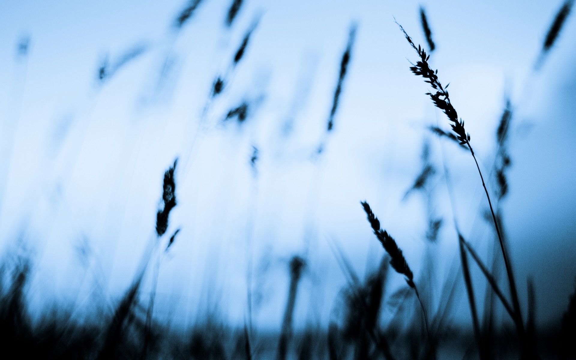 photography, Depth Of Field, Nature, Plants