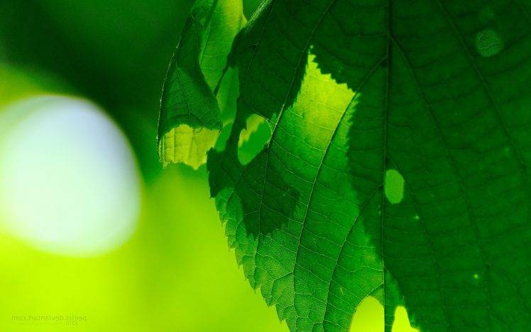 photography, Macro, Leaves, Nature, Plants HD Wallpaper Desktop Background