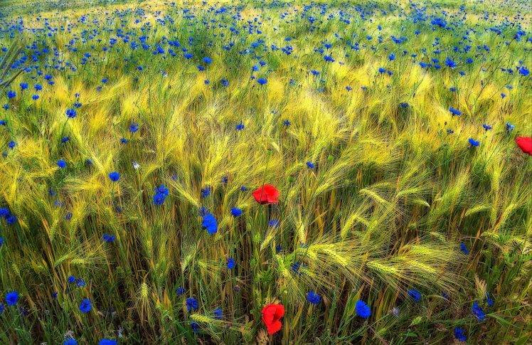 field, Flowers, Nature, Plants HD Wallpaper Desktop Background