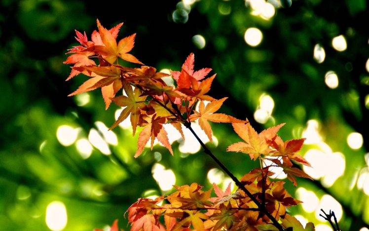 photography, Nature, Plants, Leaves, Depth Of Field HD Wallpaper Desktop Background