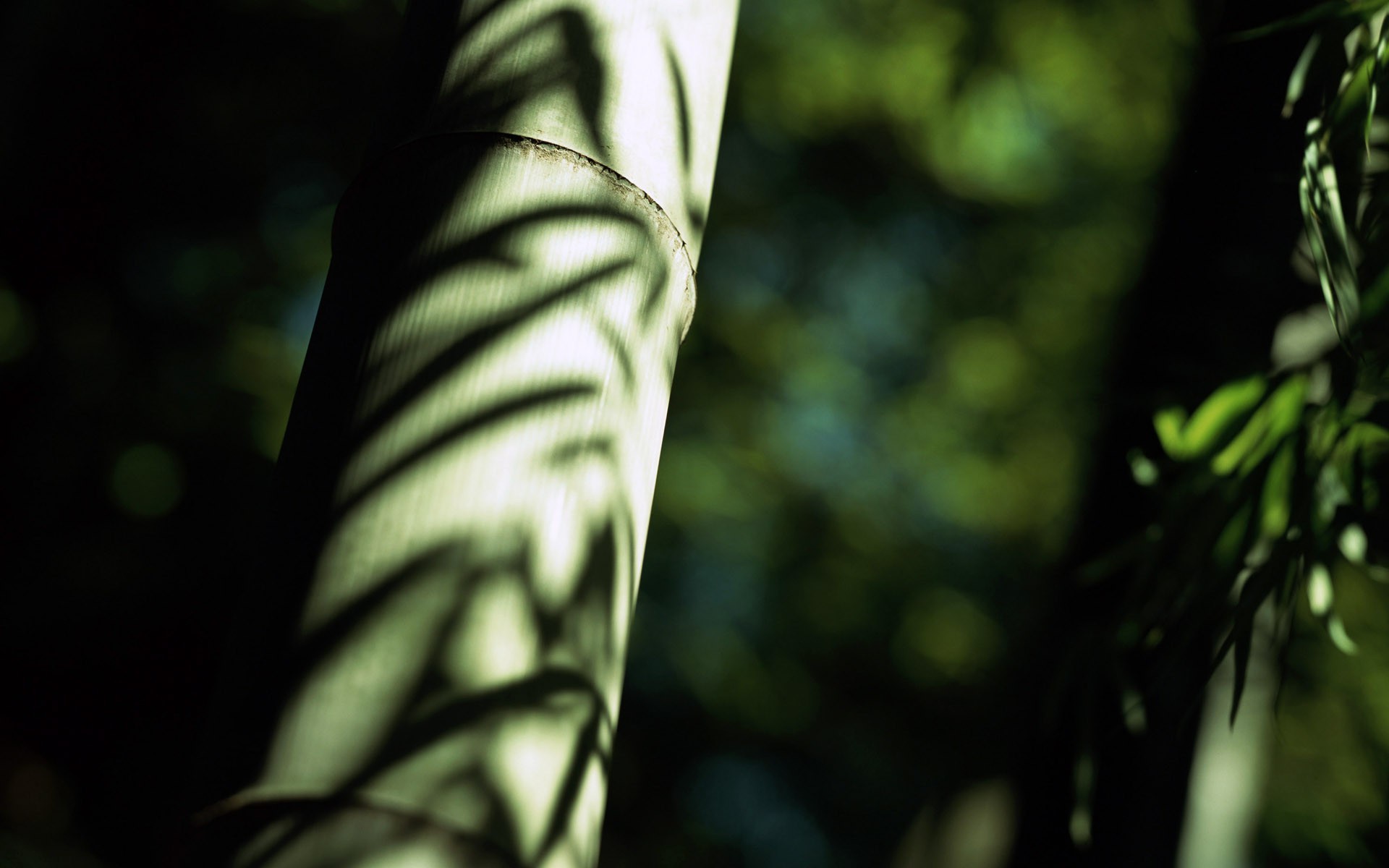 photography, Nature, Trees, Plants, Depth Of Field, Bamboo Wallpaper