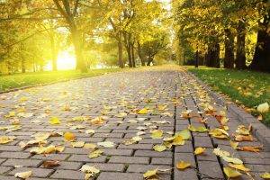 photography, Nature, Pavements, Leaves, Trees, Park, Sun