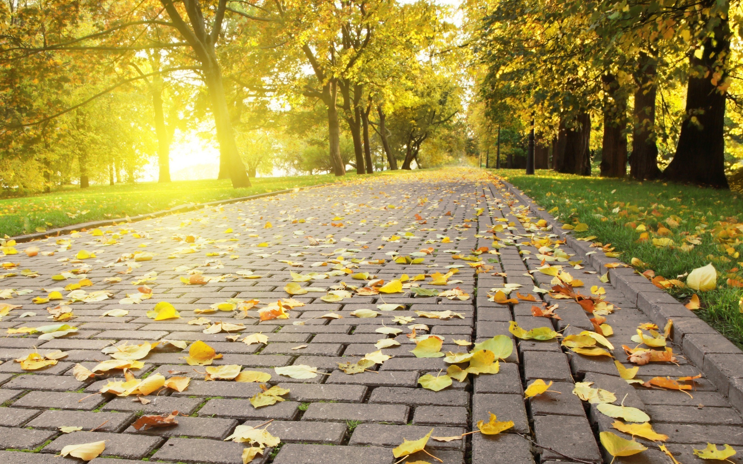 photography, Nature, Pavements, Leaves, Trees, Park, Sun Wallpaper
