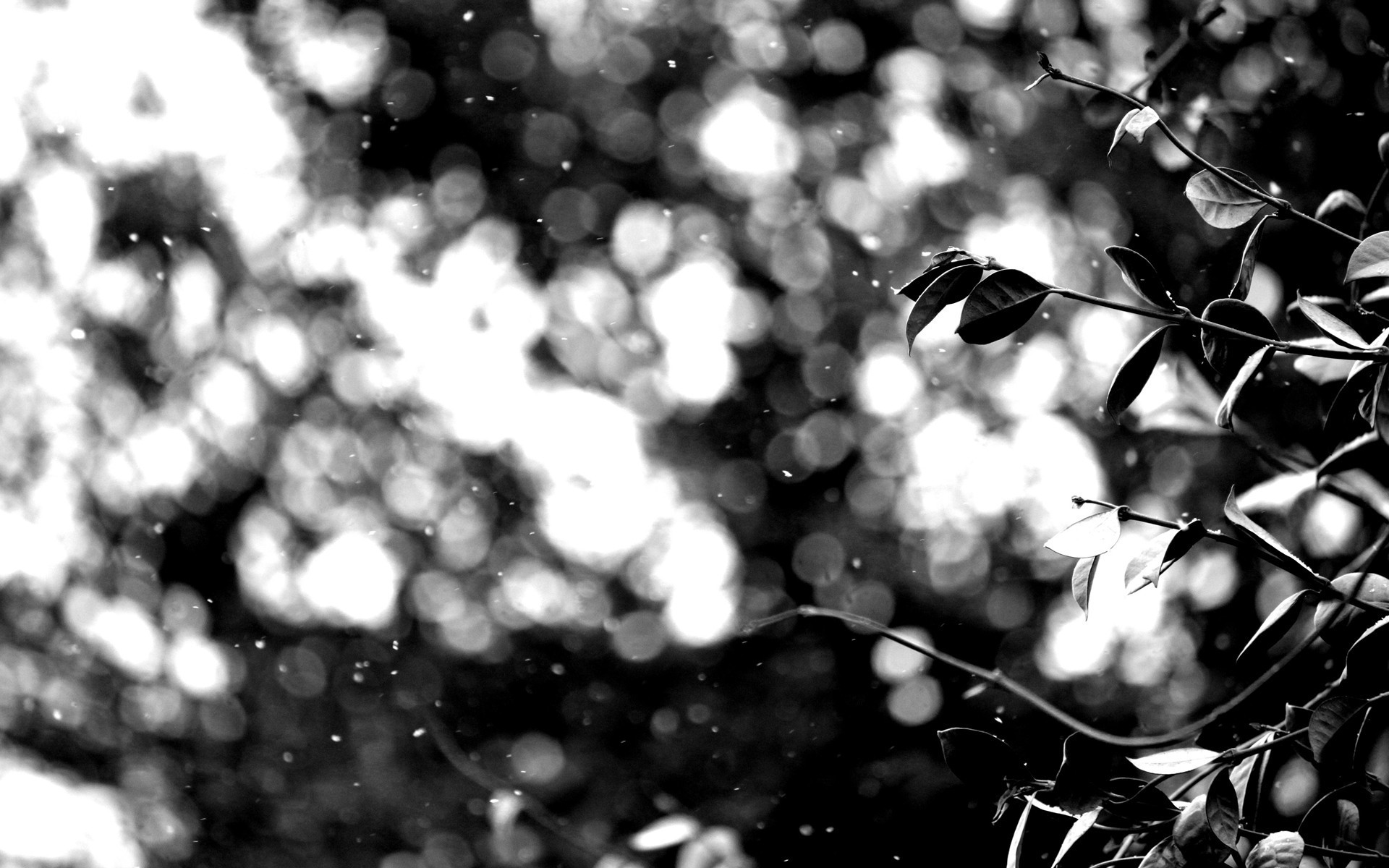photography, Nature, Plants, Leaves, Branch, Monochrome, Depth Of Field Wallpaper