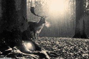 deer, Trees, Nature, Black, Gray